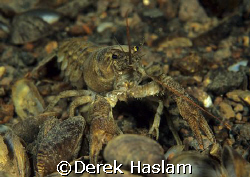Crayfish. Stoney cove. F50, 60mm. by Derek Haslam 